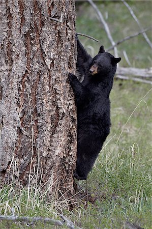 simsearch:841-06446921,k - Ours noir (Ursus americanus) en descendant d'un arbre, Parc National de Yellowstone, Wyoming, États-Unis d'Amérique, l'Amérique du Nord Photographie de stock - Rights-Managed, Code: 841-06446861