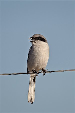 simsearch:841-06446897,k - Pie-grièche migratrice (Lanius ludovicianus), Pawnee National Grassland, Colorado, États-Unis d'Amérique, Amérique du Nord Photographie de stock - Rights-Managed, Code: 841-06446874