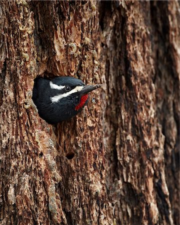 simsearch:841-06446853,k - Male Williamson's sapsucker (Sphyrapicus thyroideus) poking out of its nest hole, Yellowstone National Park, Wyoming, United States of America, North America Stock Photo - Rights-Managed, Code: 841-06446870