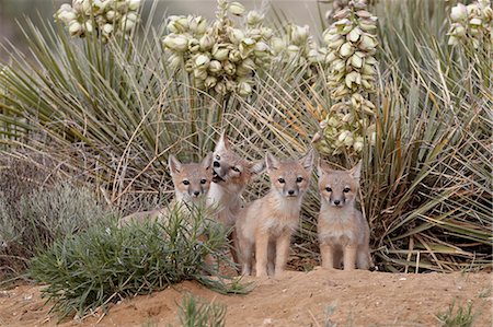 fox - Swift fox (Vulpes velox) vixen and three kits at their den, Pawnee National Grassland, Colorado, United States of America, North America Stock Photo - Rights-Managed, Code: 841-06446884