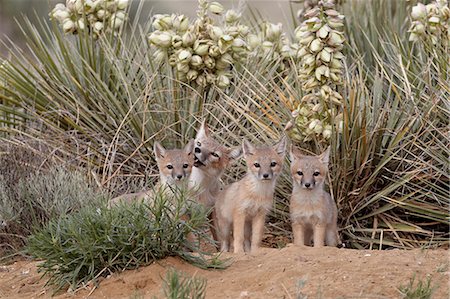 Swift fox (Vulpes velox) vixen and three kits at their den, Pawnee National Grassland, Colorado, United States of America, North America Fotografie stock - Rights-Managed, Codice: 841-06446884