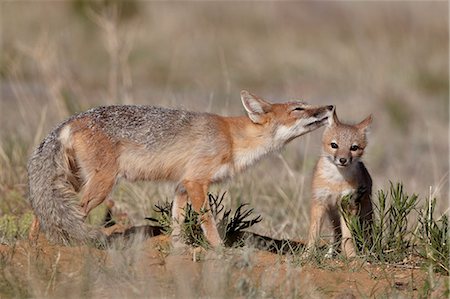 fuchs - Swift fox (Vulpes velox) vixen grooming a kit, Pawnee National Grassland, Colorado, United States of America, North America Foto de stock - Con derechos protegidos, Código: 841-06446886