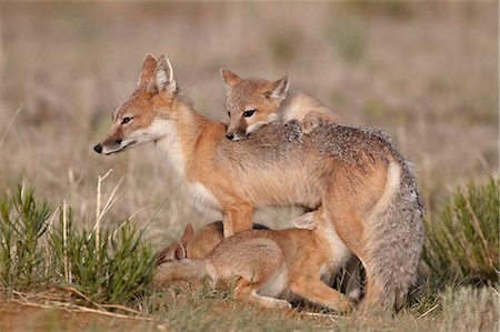 fox - Swift fox (Vulpes velox) vixen nursing three kits, Pawnee National Grassland, Colorado, United States of America, North America Stock Photo - Rights-Managed, Code: 841-06446889