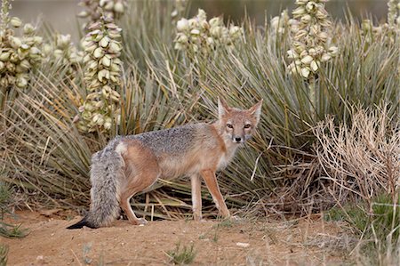 Swift fox (Vulpes velox) vixen at her den, Pawnee National Grassland, Colorado, United States of America, North America Foto de stock - Con derechos protegidos, Código: 841-06446883