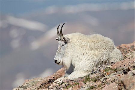 Bergziege (Oreamnos Americanus) Kindermädchen ruhen, Mount Evans, Arapaho-Roosevelt National Forest, Colorado, USA, Nordamerika Stockbilder - Lizenzpflichtiges, Bildnummer: 841-06446899