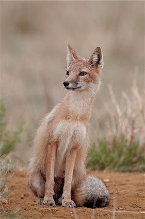 schlauer fuchs - Le renard véloce (Vulpes velox), Pawnee National Grassland, Colorado, États-Unis d'Amérique, North America Photographie de stock - Rights-Managed, Code: 841-06446890