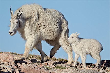 Mountain goat (Oreamnos americanus) nanny and kid, Mount Evans, Arapaho-Roosevelt National Forest, Colorado, United States of America, North America Stock Photo - Rights-Managed, Code: 841-06446900
