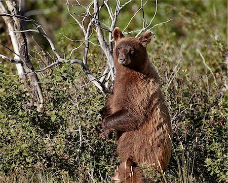 Cinnamon black bear (Ursus americanus) sow and cub of the year, Glacier National Park, Montana, United States of America, North America Foto de stock - Con derechos protegidos, Código: 841-06446924