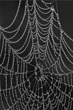 Spiderweb covered with dew, Glacier National Park, Montana, United States of America, North America Stock Photo - Rights-Managed, Code: 841-06446923