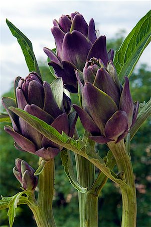 purple leaves - Artichoke on the plant in the open air, Italy, Europe Stock Photo - Rights-Managed, Code: 841-06446932