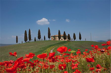 simsearch:6119-09074186,k - Country home and poppies, near Pienza, Tuscany, Italy, Europe Foto de stock - Direito Controlado, Número: 841-06447027