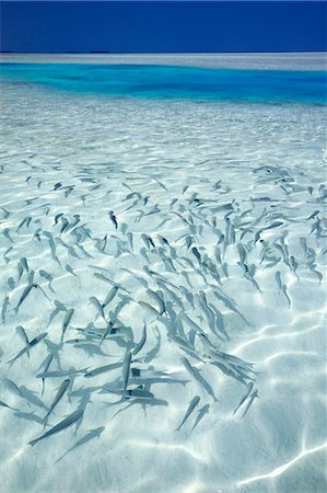 fish school not sardine not people - School of fishes and tropical lagoon, Maldives, Indian Ocean, Asia Foto de stock - Con derechos protegidos, Código: 841-06447297