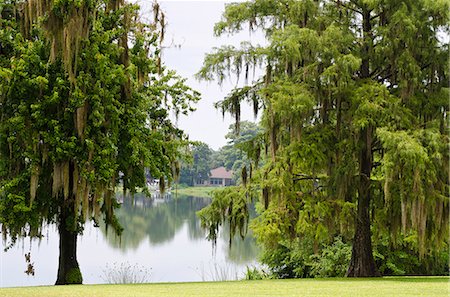 Spanish moss, Orlando, Florida, United States of America, North America Foto de stock - Con derechos protegidos, Código: 841-06447356