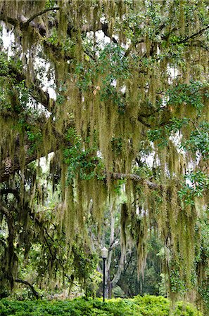 Spanish moss, Orlando, Florida, United States of America, North America Foto de stock - Con derechos protegidos, Código: 841-06447357