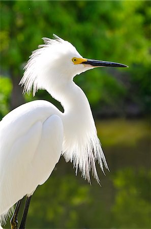 simsearch:841-06447374,k - Snowy egret (Egretta thula), Everglades, Florida, United States of America, North America Stock Photo - Rights-Managed, Code: 841-06447374