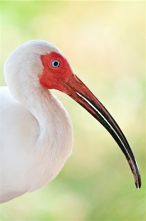 simsearch:841-09147491,k - Blanc ibis (Eudocimus albus), Everglades, Floride, États-Unis d'Amérique, Amérique du Nord Photographie de stock - Rights-Managed, Code: 841-06447377