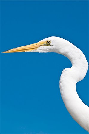 Great egret (Ardea alba), Everglades, Florida, United States of America, North America Foto de stock - Con derechos protegidos, Código: 841-06447372