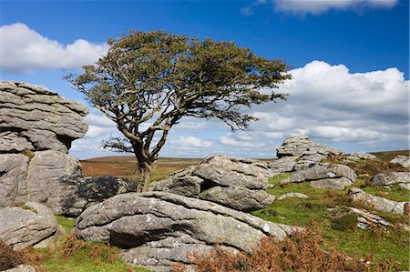 Hawthorn tree and granite outcrop, Saddle Tor, Dartmoor, Devon, England, United Kingdom, Europe Stock Photo - Rights-Managed, Code: 841-06447487