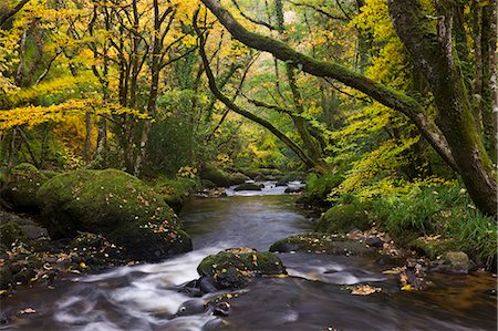 dartmoor national park - River Teign flowing through deciduous woodland in autumn, Dartmoor, Devon, England, United Kingdom, Europe Foto de stock - Con derechos protegidos, Código: 841-06447512