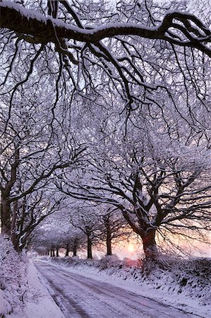 Tree lined country lane in winter snow, Exmoor, Somerset, England, United Kingdom, Europe Stock Photo - Rights-Managed, Code: 841-06447529