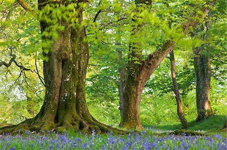 roble (madera) - Beech and oak trees above a carpet of bluebells in a woodland, Blackbury Camp, Devon, England, United Kingdom, Europe Foto de stock - Con derechos protegidos, Código: 841-06447549