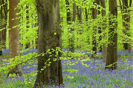 Bluebell carpet in a beech woodland, West Woods, Lockeridge, Wiltshire, England, United Kingdom, Europe Fotografie stock - Rights-Managed, Codice: 841-06447555