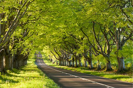 simsearch:841-06345478,k - Beech tree avenue early one spring morning, near Wimborne, Dorset, England, United Kingdom, Europe Fotografie stock - Rights-Managed, Codice: 841-06447552