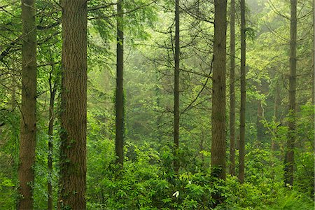 Vibrant pine woodland in summertime, Morchard Wood, Devon, England, United Kingdom, Europe Stock Photo - Rights-Managed, Code: 841-06447584