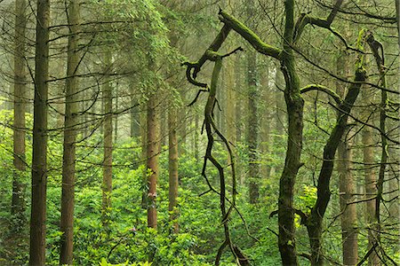Rhododendren gedeihen in Wäldern, Devon, England, Vereinigtes Königreich, Europa Stockbilder - Lizenzpflichtiges, Bildnummer: 841-06447587