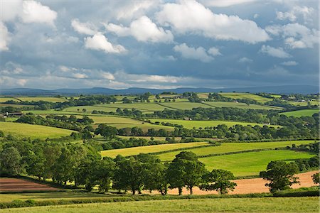 Rolling farmland in summer time, Morchard Bishop, Devon, England, United Kingdom, Europe Stock Photo - Rights-Managed, Code: 841-06447588