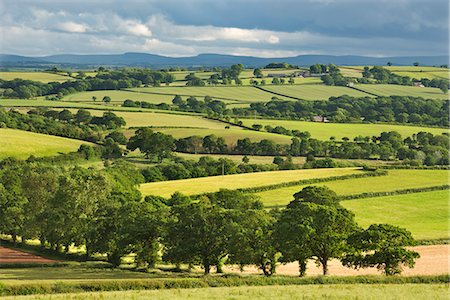 Rolling farmland in summer time, Morchard Bishop, Devon, England, United Kingdom, Europe Stock Photo - Rights-Managed, Code: 841-06447589