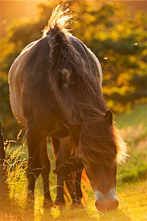 exmoor national park - Exmoor pony grazing in the evening summer sunshine at Valley of Rocks, Exmoor, Devon, England, United Kingdom, Europe Foto de stock - Con derechos protegidos, Código: 841-06447595