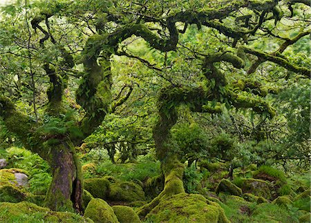 Stunted oaks in Wistman's Wood SSSI in Dartmoor, Devon, England, United Kingdom, Europe Stock Photo - Rights-Managed, Code: 841-06447593