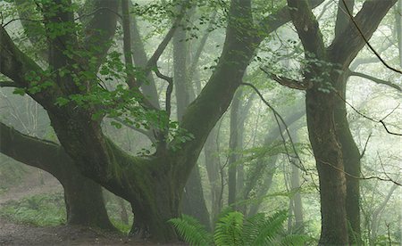 Misty conditions on the South West Coast Path in Keivill's Wood, Buck's Mills, Devon, England, United Kingdom, Europe Foto de stock - Con derechos protegidos, Código: 841-06447605
