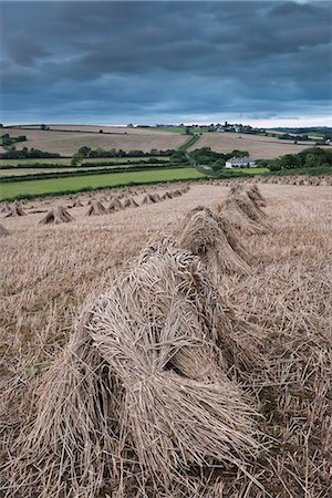 simsearch:841-03870026,k - Traditional wheat stooks harvested for thatching, Coldridge, Devon, England, United Kingdom, Europe Stock Photo - Rights-Managed, Code: 841-06447610