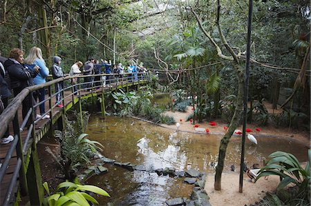 fleuve parana - Personnes à l'intérieur de l'enceinte sans rendez-vous à Parque das Aves (parc des oiseaux), Iguaçu, Paraná, au Brésil, en Amérique du Sud Photographie de stock - Rights-Managed, Code: 841-06447638