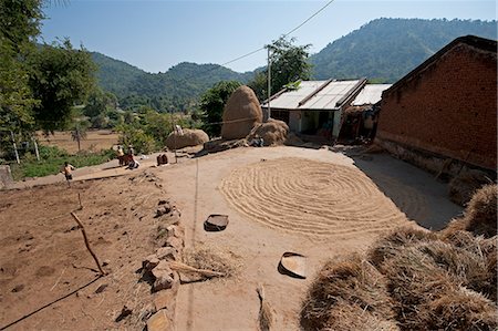 drying rice - Saura tribal village in rural Orissa, hand winnowed rice drying in the central area, Orissan style haystacks behind, Orissa, India, Asia Stock Photo - Rights-Managed, Code: 841-06447671