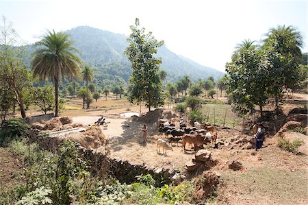 rural india - Communal village cattle threshing rice by walking on it in Saura tribal village, rural Orissa, India, Asia Stock Photo - Rights-Managed, Code: 841-06447673