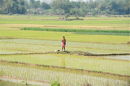 Riziculteur effectuant puja tôt le matin dans sa rizière, rural West Bengal, Inde, Asie Photographie de stock - Rights-Managed, Code: 841-06447696