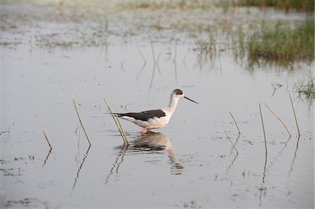 Black winged stilt wading in the shallow wetland waters at the edge of Chilika Lake, Orissa, India, Asia Stock Photo - Rights-Managed, Code: 841-06447793