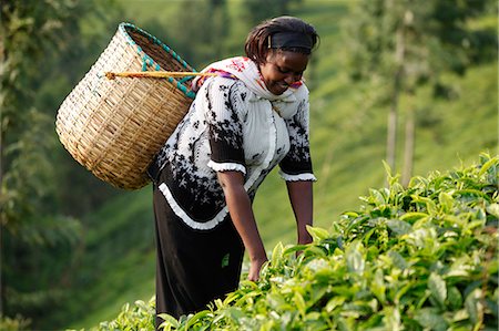 Farmer Polly Mukami picking tea, Kathangiri, Kenya, East Africa, Africa Stock Photo - Rights-Managed, Code: 841-06448159