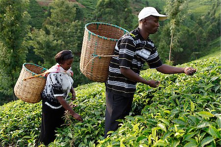 predio - Farmer Lincoln Kimanthi Mugo and his wife Polly Mukami picking tea, Kathangiri, Kenya, East Africa, Africa Foto de stock - Con derechos protegidos, Código: 841-06448160