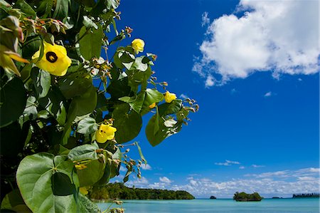 simsearch:841-06448331,k - Ile des Pins, New Caledonia, Melanesia, South Pacific, Pacific Foto de stock - Con derechos protegidos, Código: 841-06448347