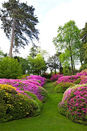 Azaleas in spring bloom, gardens of Villa Carlotta, Tremezzo, Lake Como, Lombardy, Italian Lakes, Italy, Europe Stock Photo - Rights-Managed, Code: 841-06448496