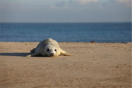 A seal pup on the beach at Winterton, Norfolk, England, United Kingdom, Europe Fotografie stock - Rights-Managed, Codice: 841-06448641