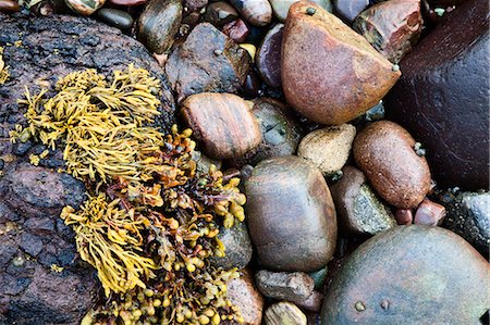 simsearch:841-06449124,k - Seaweed and stones on beach at Catterline, Aberdeenshire, Scotland, United Kingdom, Europe Stock Photo - Rights-Managed, Code: 841-06449114