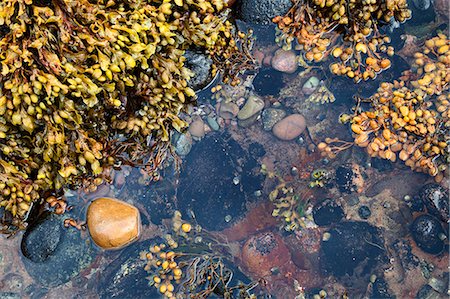 simsearch:841-06449124,k - Rock pool at Catterline, Aberdeenshire, Scotland, United Kingdom, Europe Stock Photo - Rights-Managed, Code: 841-06449113