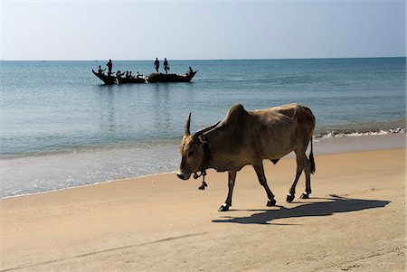 Cattle and fishing boat, Benaulim, Goa, India, Asia Stock Photo - Rights-Managed, Code: 841-06449381