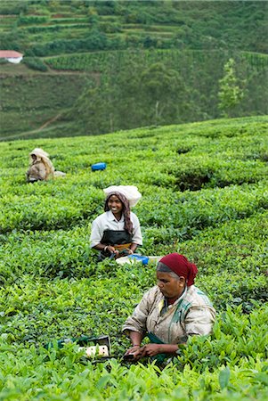 Picking tea on a Tea Plantation, near Munnar, Kerala, India, Asia Foto de stock - Con derechos protegidos, Código: 841-06449439