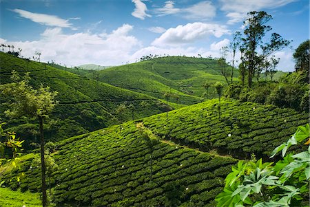 simsearch:841-03870221,k - View over tea plantations, near Munnar, Kerala, India, Asia Stock Photo - Rights-Managed, Code: 841-06449431